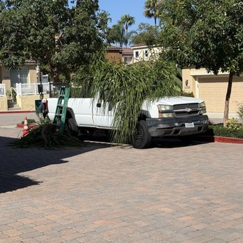 Louis MC Tree Service - My fallen palm leaves covers the truck! - Tree Services Near Me Louis MC Tree Service - My fallen palm leaves covers the truck! - Tree Services Near Me