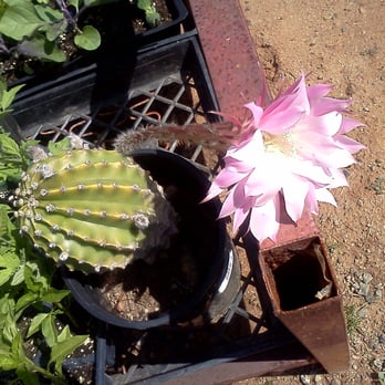 Jamul Nursery - huge, beautiful cactus flower - Nurseries & Gardening Near Me - Jamul, California Jamul Nursery - huge, beautiful cactus flower - Nurseries & Gardening Near Me - Jamul, California