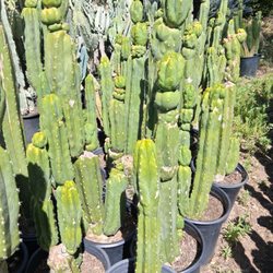 Chatsworth Nursery & Landscape