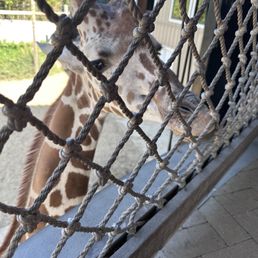 Giraffe feeding! Giraffe feeding!