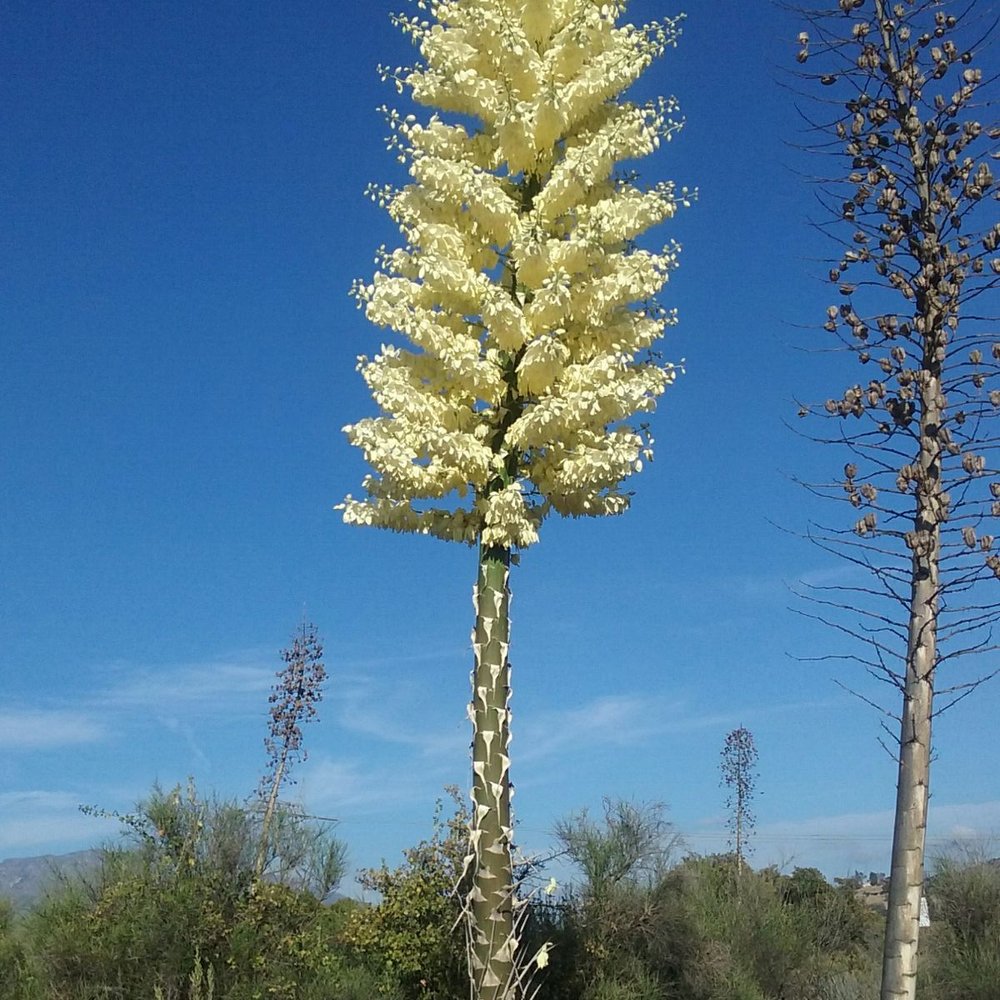 Angeles National Forest - Yucca blossoms - Parks Near Me - Arcadia, California