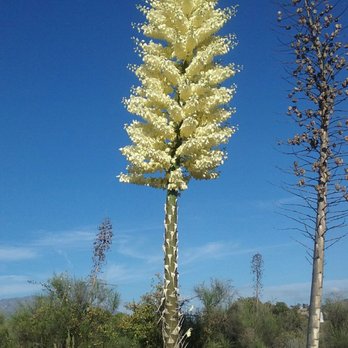 Angeles National Forest - Yucca blossoms - Parks Near Me - Arcadia, California Angeles National Forest - Yucca blossoms - Parks Near Me - Arcadia, California