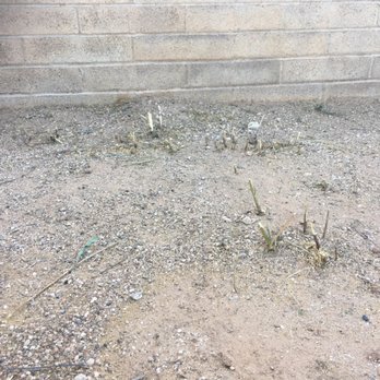 Yard Details - More roots (weeds not pulled, just weed whacked) - Landscaping Near Me - Tucson, Arizona Yard Details - More roots (weeds not pulled, just weed whacked) - Landscaping Near Me - Tucson, Arizona
