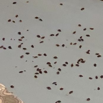 CSI Exterminators - Bed bug infestation - Pest Control Near Me - Fresno, California