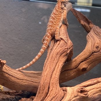 Beast Pets & Supplies - "Baby" the bearded dragon. - Reptile Shops Near Me - Spring Valley, California Beast Pets & Supplies - "Baby" the bearded dragon. - Reptile Shops Near Me - Spring Valley, California