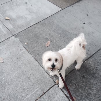 Snoop In A Loop - Bandit on a walk! He's smiling also! - Dog Walkers Near Me - San Francisco, California Snoop In A Loop - Bandit on a walk! He's smiling also! - Dog Walkers Near Me - San Francisco, California