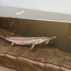 Big Break Regional Shoreline - Sturgeon that live in the Delta