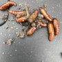 Photo of JC Evergreen Pest Control Services