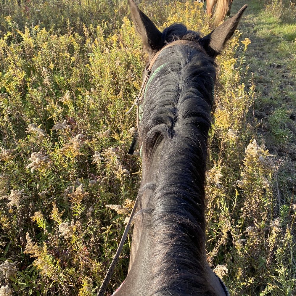 Mountain Rose Farm - Horseback Riding Near Me - Savona, New York Mountain Rose Farm - Horseback Riding Near Me - Savona, New York