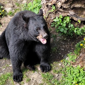 Sitka Wildlife Tours - Tours Near Me - Sitka, Alaska Sitka Wildlife Tours - Tours Near Me - Sitka, Alaska