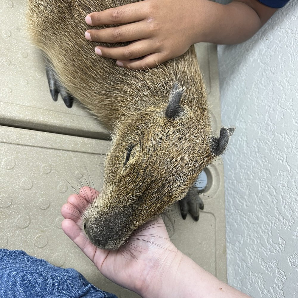 The Capybara Cafe - 8/17/2025 - feeding and pets! - Themed Cafes Near Me - St. Augustine, Florida The Capybara Cafe - 8/17/2025 - feeding and pets! - Themed Cafes Near Me - St. Augustine, Florida