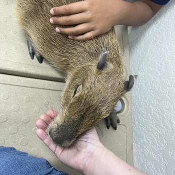 The Capybara Cafe - 8/17/2025 - feeding and pets! - Themed Cafes Near Me - St. Augustine, Florida