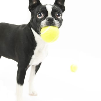 dogisART! photography - Pet Services Near Me dogisART! photography - Pet Services Near Me