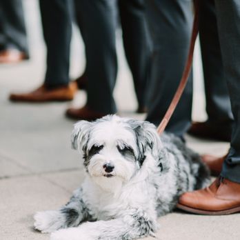 David Cho Photography - Event Photography Near Me