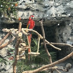 Texas State Aquarium - Parakeet
