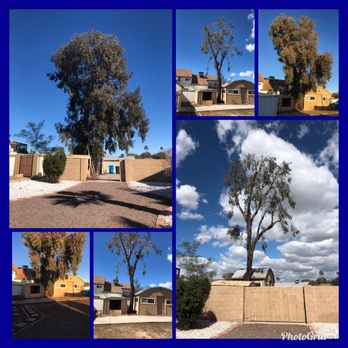 Arbor Care Tree Service - Tree Services Near Me Arbor Care Tree Service - Tree Services Near Me