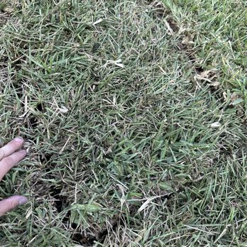Upzide Down Sod - There's a lot of gaps in the sod all over the yard. This is not together right like it should have been laid down. - Landscaping Near Me Upzide Down Sod - There's a lot of gaps in the sod all over the yard. This is not together right like it should have been laid down. - Landscaping Near Me