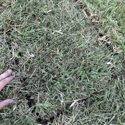 Upzide Down Sod - There's a lot of gaps in the sod all over the yard. This is not together right like it should have been laid down.