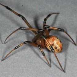 Bug Man Pest Control - The Brown Widow