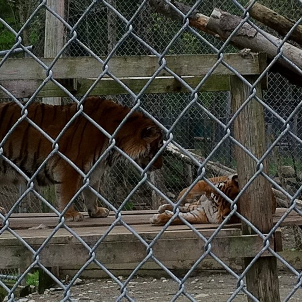 DEW Haven - These tigers love each other - Zoos Near Me - Mount Vernon, Maine DEW Haven - These tigers love each other - Zoos Near Me - Mount Vernon, Maine