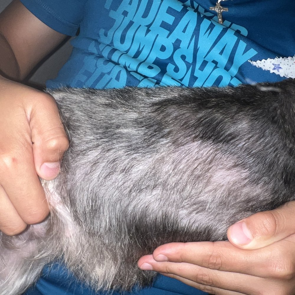 Precious Pets Day Spa - Bald patches/ uneven teddy skirt but per owner it's a skin condition - Pet Groomers Near Me - Forney, Texas Precious Pets Day Spa - Bald patches/ uneven teddy skirt but per owner it's a skin condition - Pet Groomers Near Me - Forney, Texas