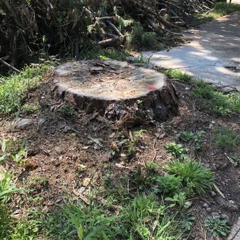 Don's Tree Service - Before of stump - Tree Services Near Me - Atlanta, Georgia