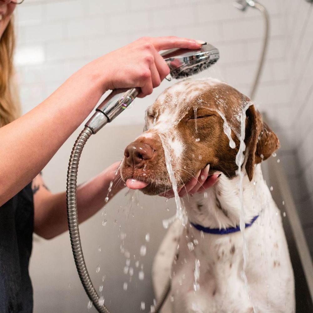 PET PARADISE PALM BEACH 63 Photos & 46 Reviews Pet Groomers 7100 N Military Trl, West Palm