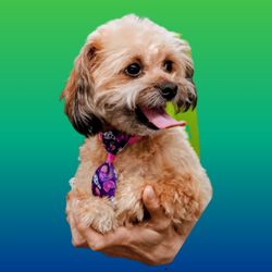 Sudsy Buttz Mobile Dog Grooming