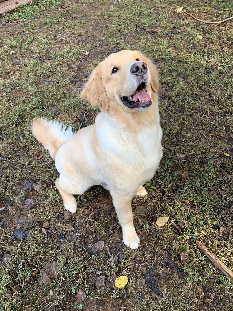 AUSSIE PET MOBILE OF CHARLOTTE 50 Photos & 13 Reviews Charlotte, NC