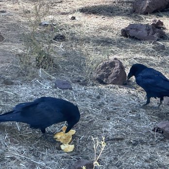 Bearizona - Zoos Near Me - Williams, Arizona Bearizona - Zoos Near Me - Williams, Arizona