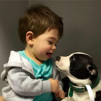 Choice Vets Pet Care - Veterinarians Near Me - Fairview, Pennsylvania Choice Vets Pet Care - Veterinarians Near Me - Fairview, Pennsylvania