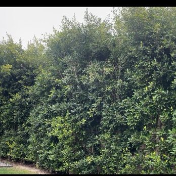 Premier Tree Experts - Before. - Tree Services Near Me - Orange, California