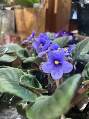 Atkins Farms Country Market by null