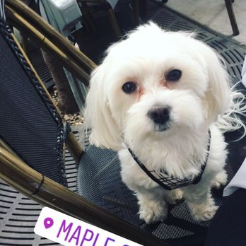 Eight Bar - Peanut enjoying lunch on the wonderful patio - Wine Bars Near Me - Chicago, Illinois