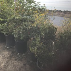 V Montoya Nursery - 15 gal shrub for $45. Warm & helpful staff. Coming back again:)
