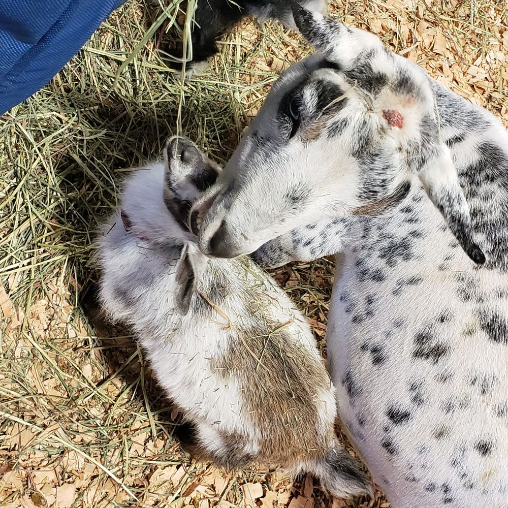 Oregon State Fair - Festivals Near Me - Salem, Oregon Oregon State Fair - Festivals Near Me - Salem, Oregon