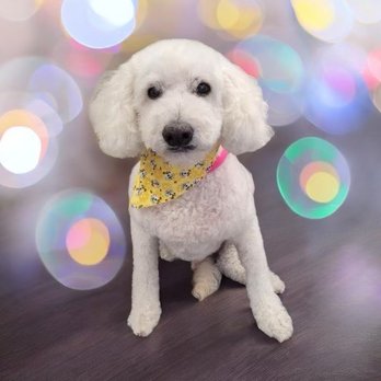 Luxe Pups - Pet Groomers Near Me - Chino, California Luxe Pups - Pet Groomers Near Me - Chino, California