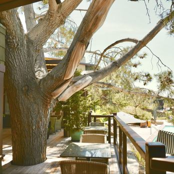 The Lodge at Torrey Pines - Love how they constructed around the existing tree. - Hotels Near Me - La Jolla, California