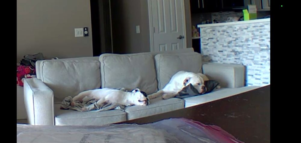 Happy Tails - pet boarding facility in O'Fallon, MO
