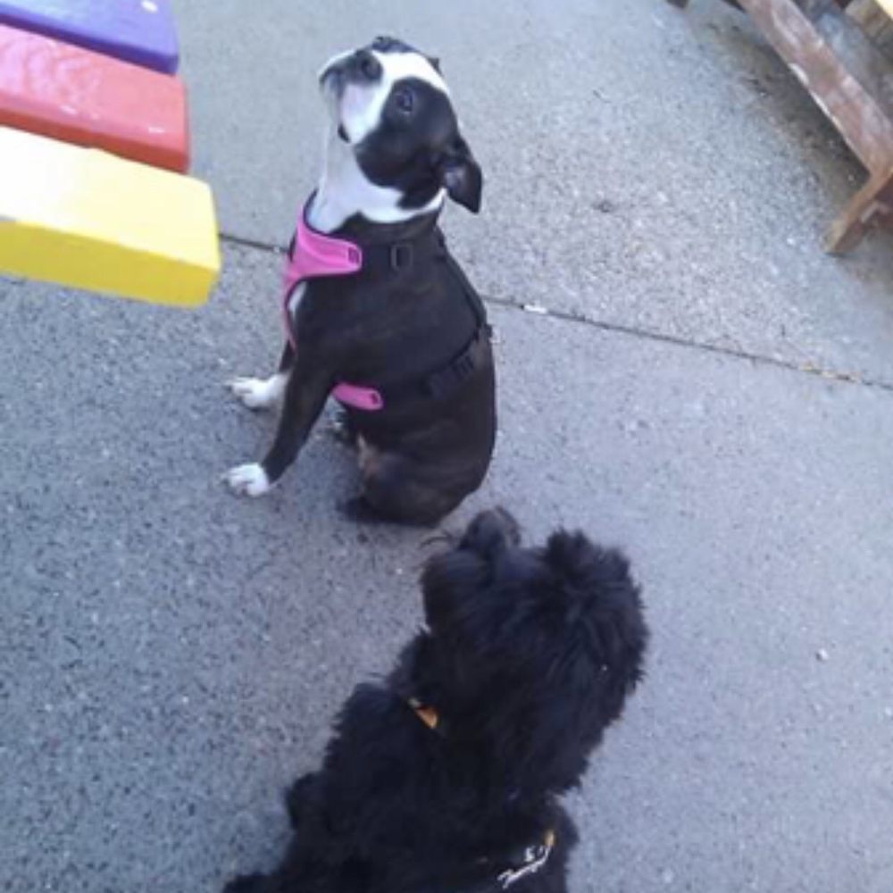 Barbette - 10 years ago with my pup (he's black fluff ball) Milo - French Near Me - Minneapolis, Minnesota