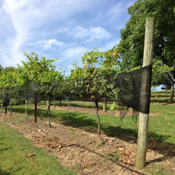 Arrington Vineyards - Wine Tasting Room Near Me - Arrington, Tennessee
