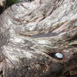 Roberts Creek Regional Park