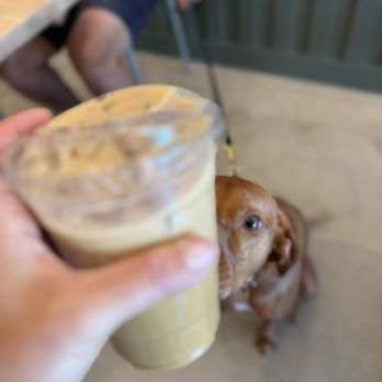 Bird Dog Coffee - Coffee & Tea Near Me - Laguna Hills, California