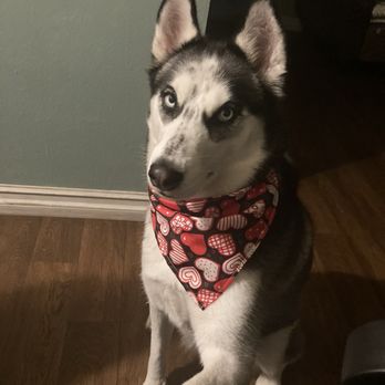 Happy Pet Grooming - Dog - Pet Groomers Near Me - Anaheim, California