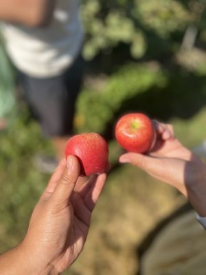 Swans Trail Farms by null