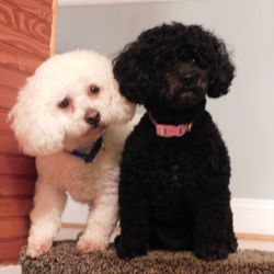 Pennridge Animal Hospital