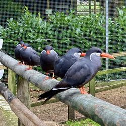 Birdworld Attractions