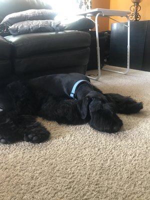 pink poodle converse