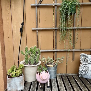 en concordia - The owner re-potted my adorable but prickly cactus for me when I bought this lovely pot! - Nurseries & Gardening Near Me - San Diego, California en concordia - The owner re-potted my adorable but prickly cactus for me when I bought this lovely pot! - Nurseries & Gardening Near Me - San Diego, California
