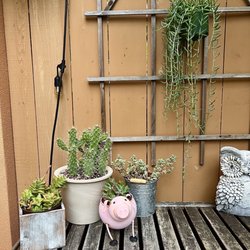 en concordia - The owner re-potted my adorable but prickly cactus for me when I bought this lovely pot!